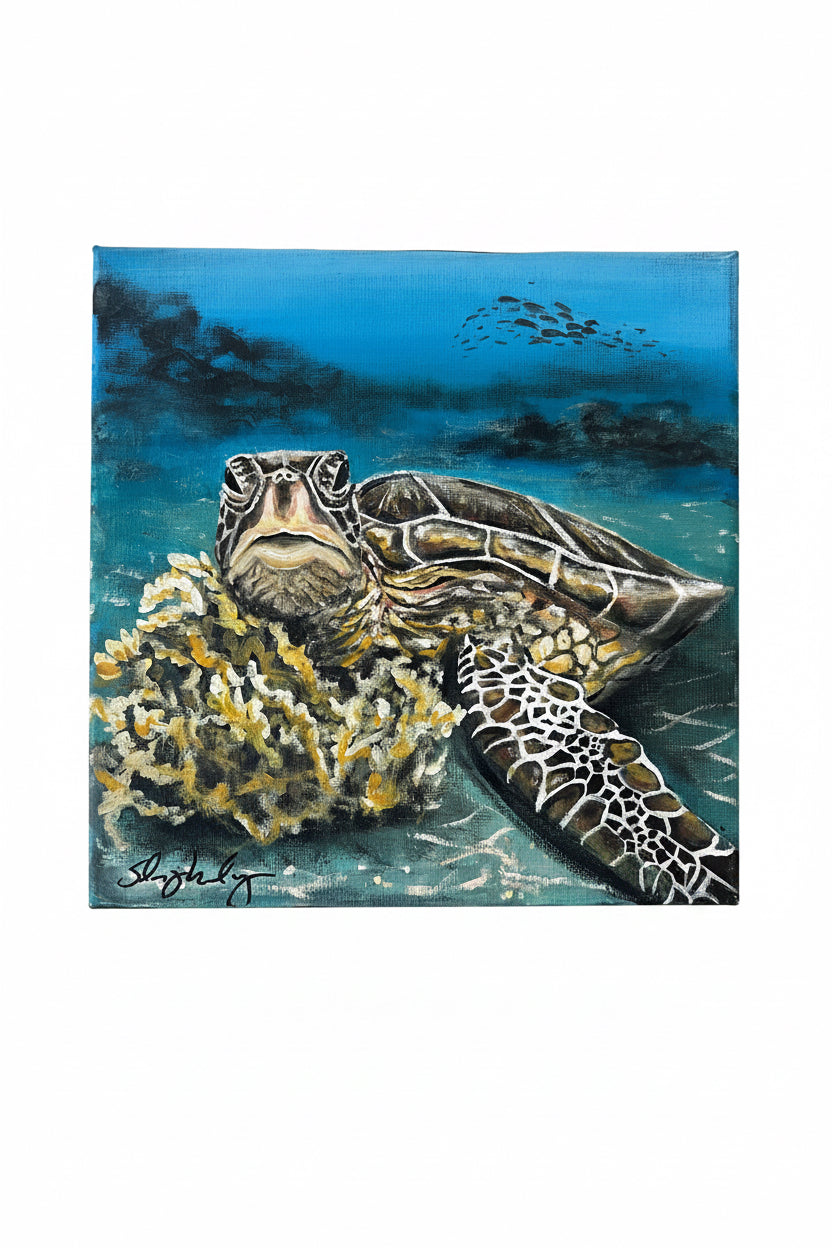 “South Florida Sea Turtle”