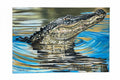 “American Alligator”