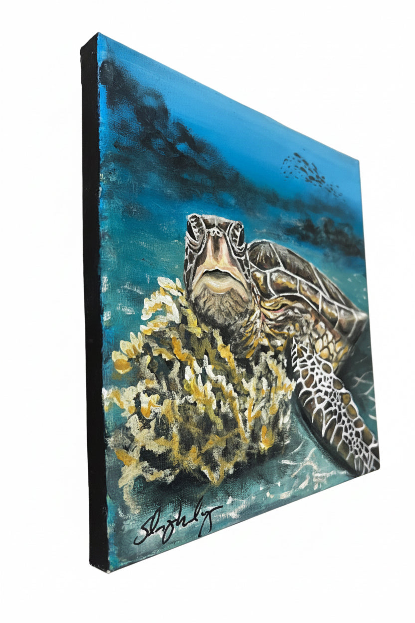 “South Florida Sea Turtle”