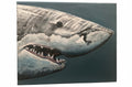 “White Shark”