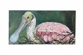 “Roseate Spoonbill Nesting”